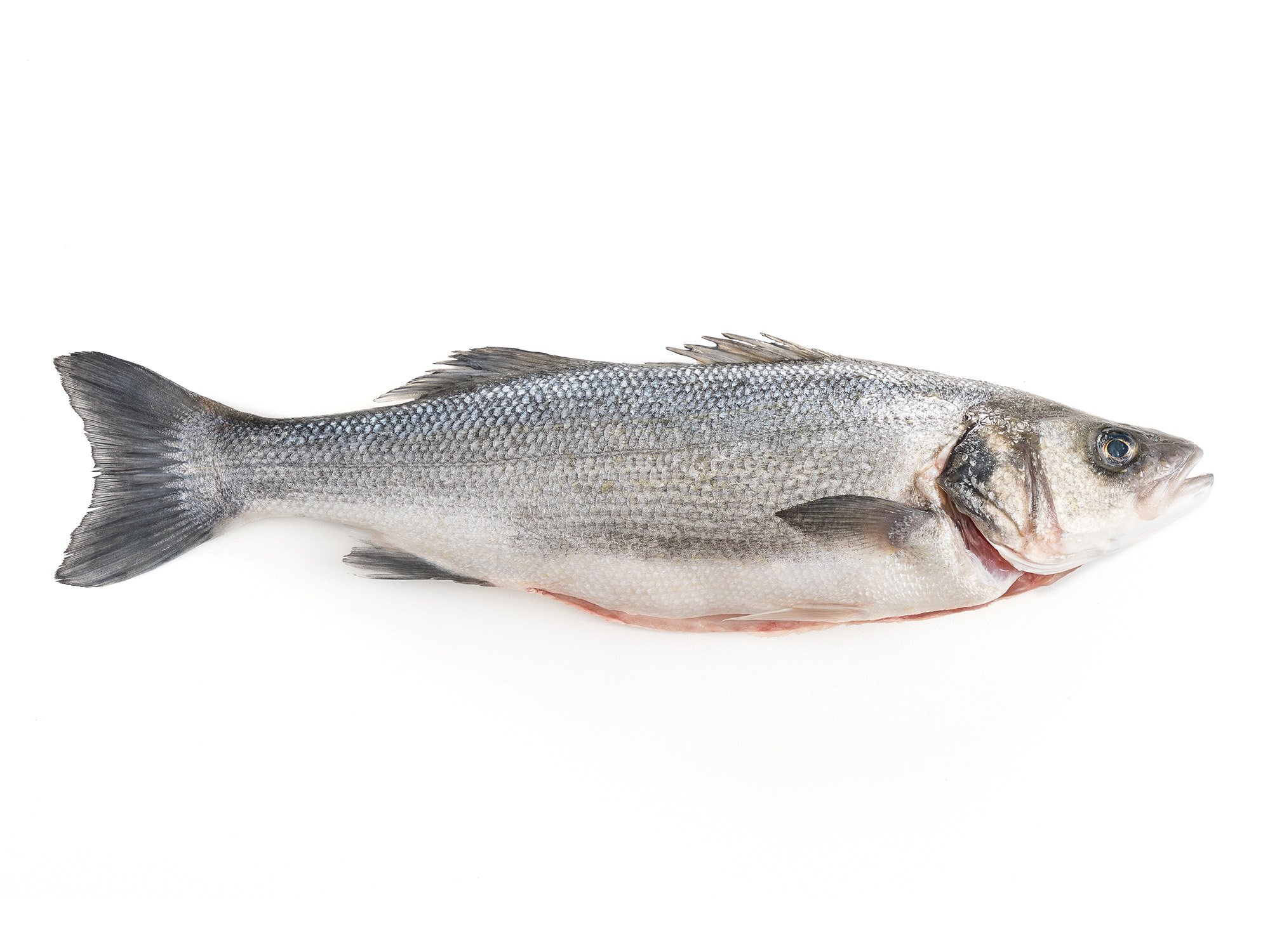 Branzino 700/800 gr