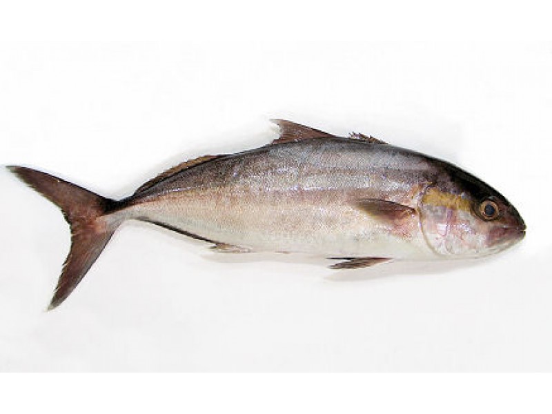 Ricciola