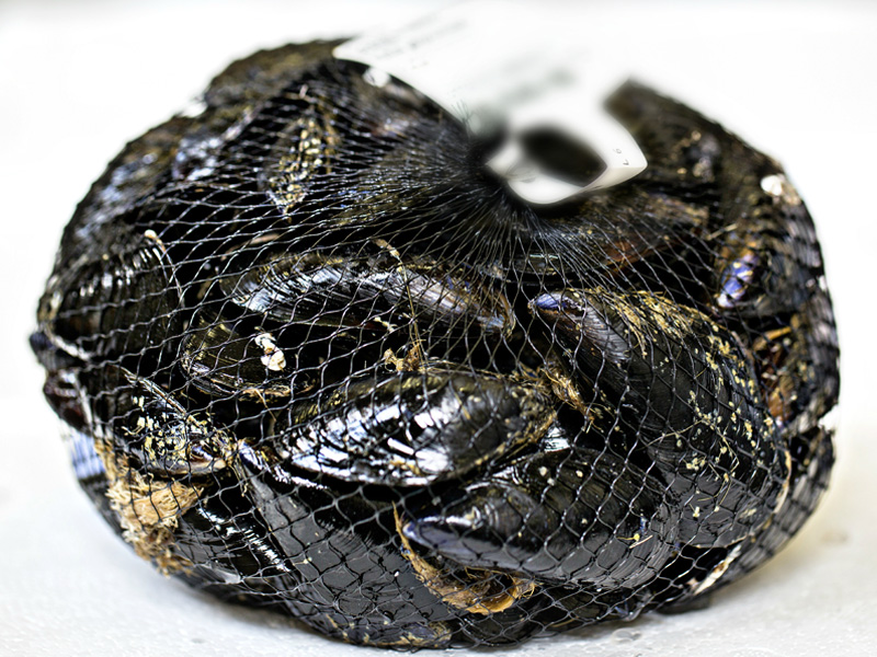 Cozze