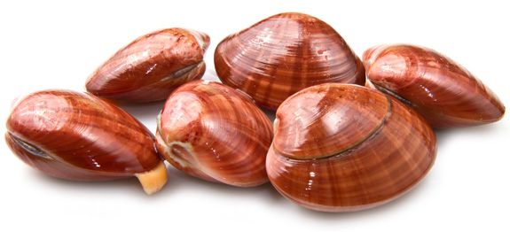 Fasolari