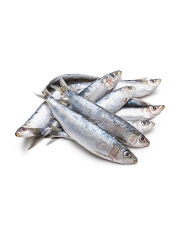 Sarde